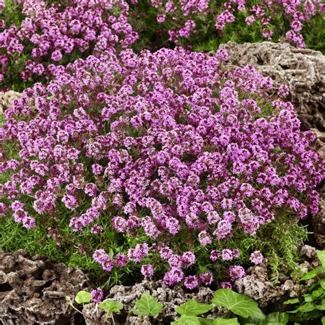 Create a Magical Garden with Thymus Serpyllum Seeds: The Secrets of a Flowering Carpet
